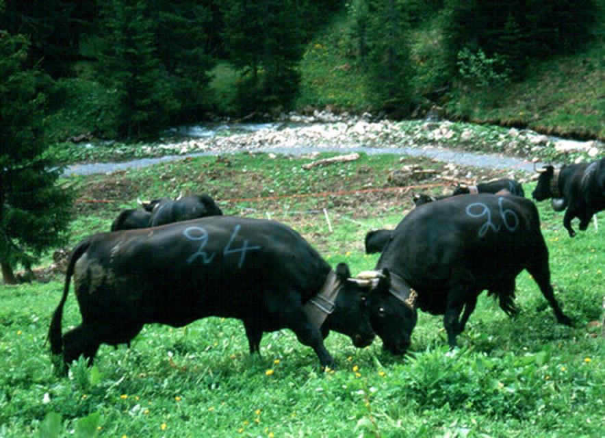 Vache combat - Kampf der Kühe