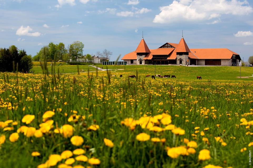Marche Concours bei Saignelégier