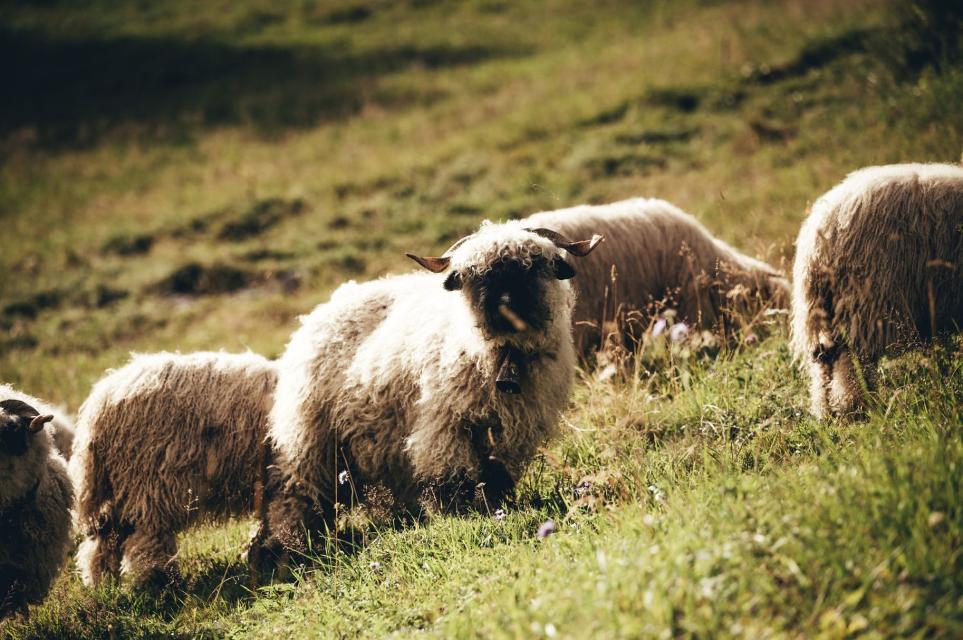 Schafherde im Lötschental