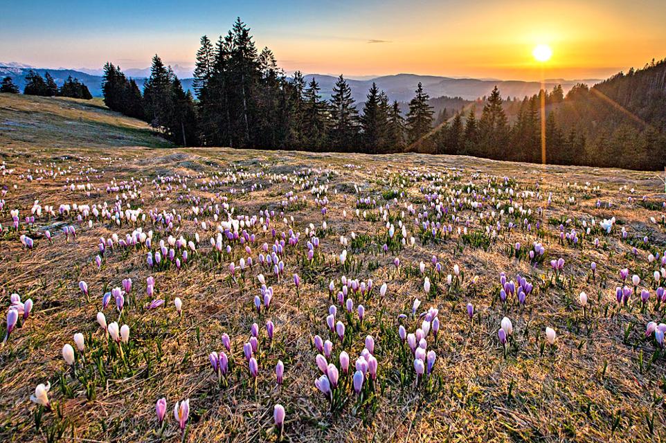 Krokuswiese im Sonnenuntergang auf der Alp Raemisgummen bei Eggiwil im Emmental
