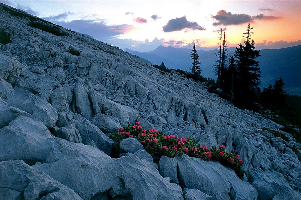 Alpenrosen im Karstgebirge Schrattenfluh bei Sörenberg