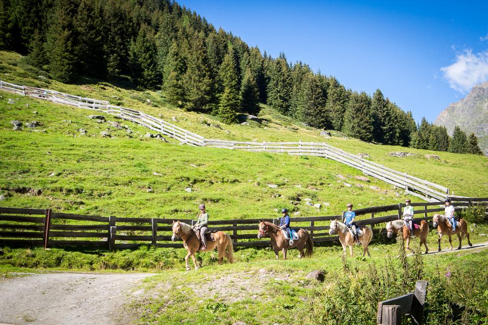 Haflingertrekking & Reiten im Pitztal
