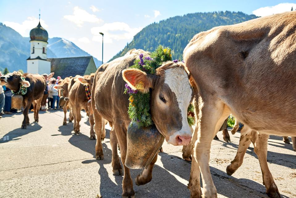 Almabtrieb im Tannheimer Tal