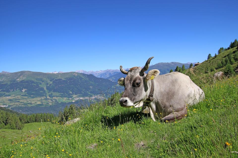 Kuh auf der Alm