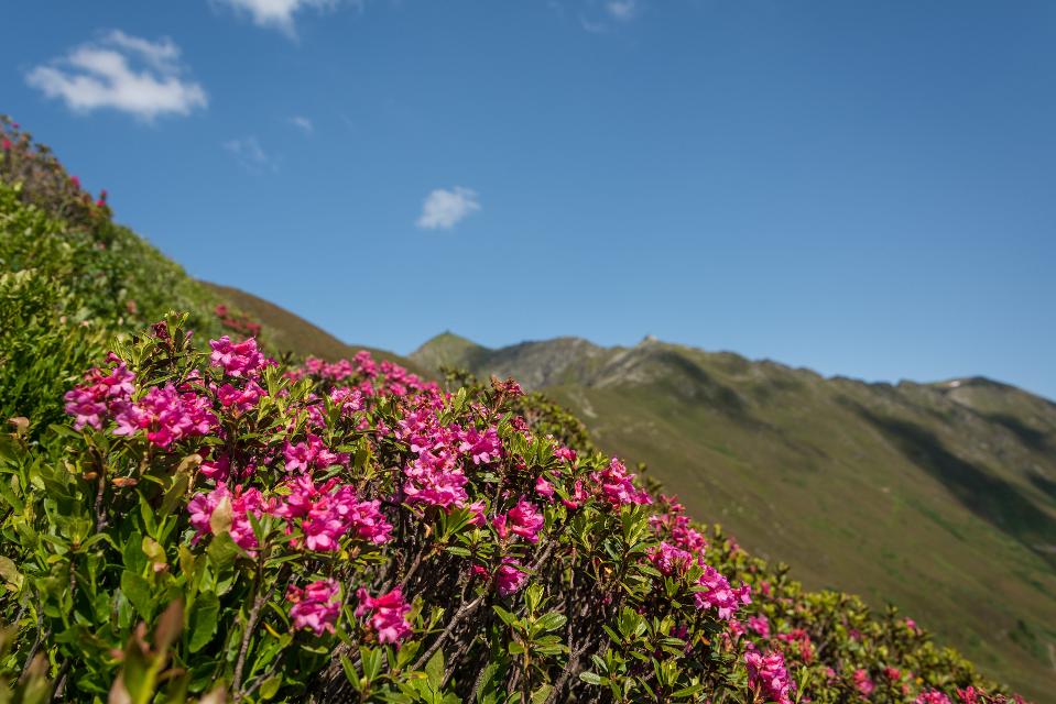 Almrosenblüte in der Silberregion Karwendel