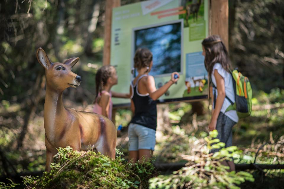 Tierischer Wanderspaß für die ganze Familie beim Alpentiere Rundwanderweg am Zwölferkopf in Pertisau.