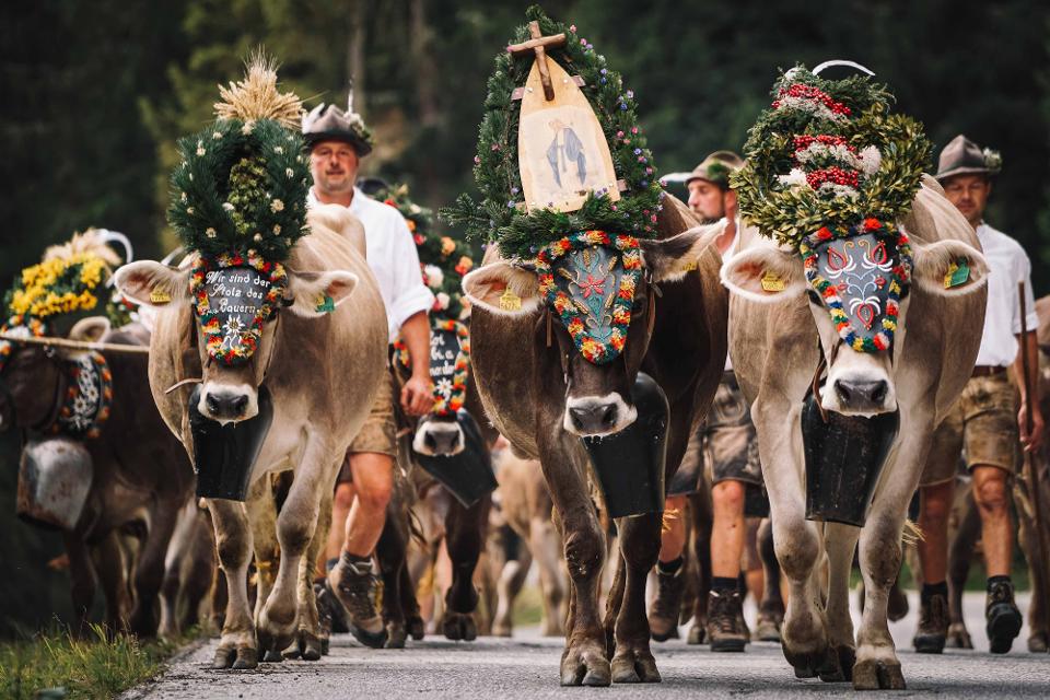Almabtrieb im Zillertal