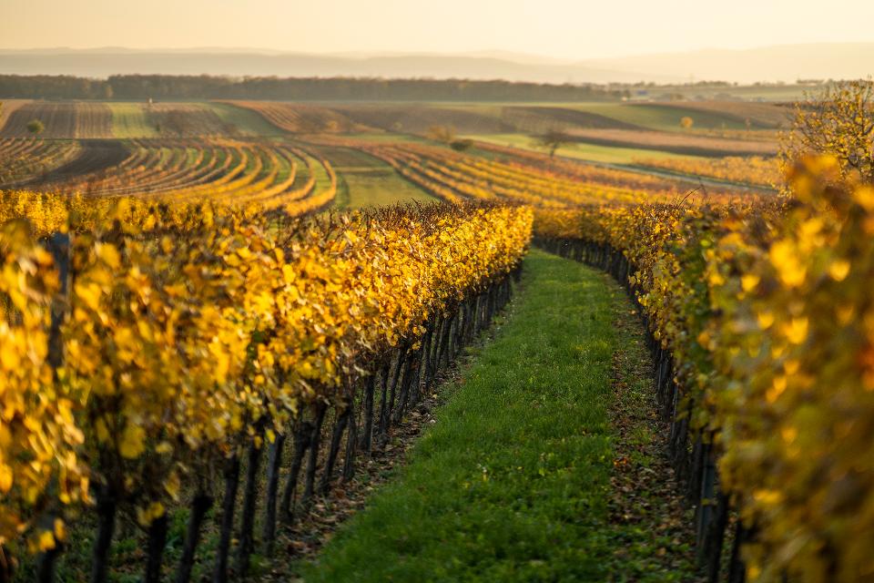 Weingärten bei Kleinhöflein