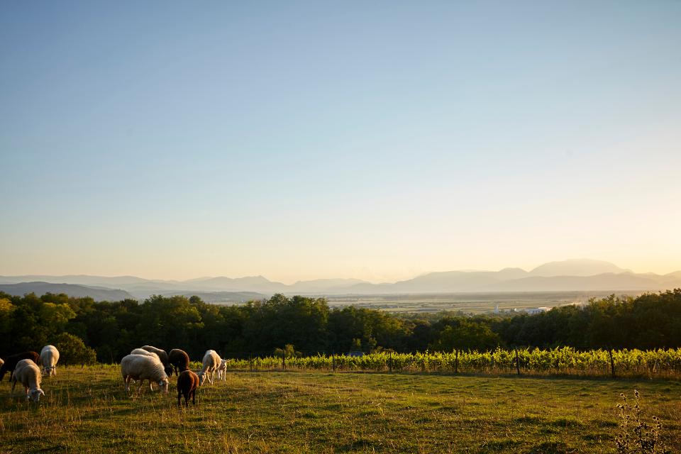 Schafe in den Wiener Alpen