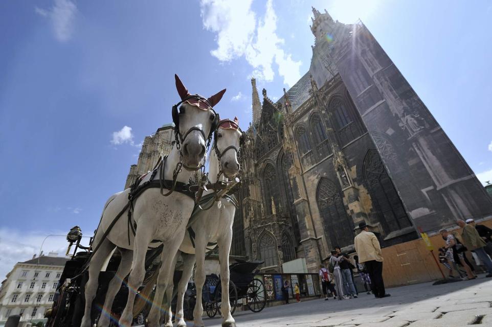 Fiaker-Pferde vor dem Stephansdom in Wien