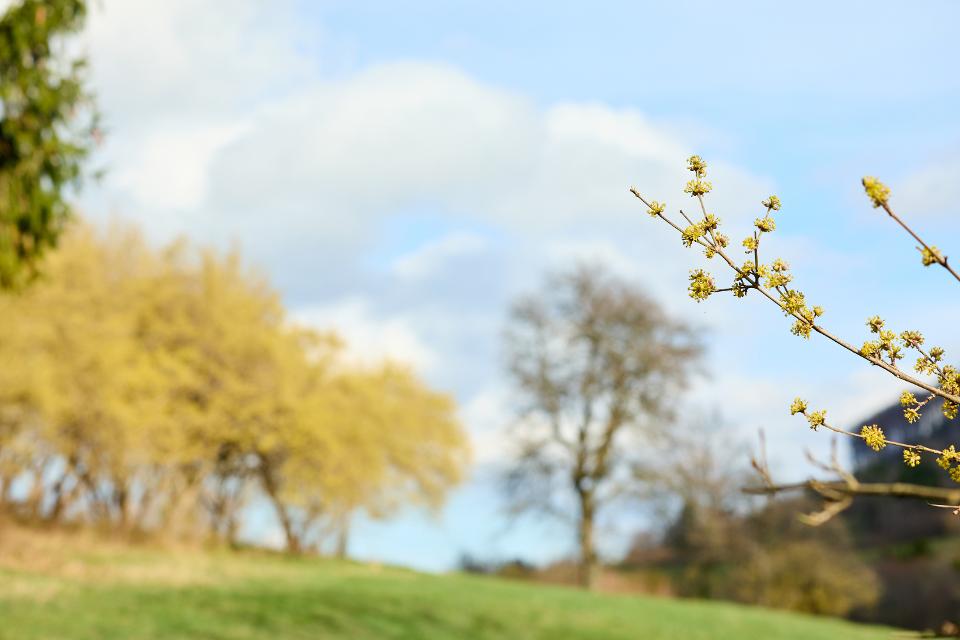 Dirndlblüten in der Tradigistgegend bei Kirchberg im Pielachtal