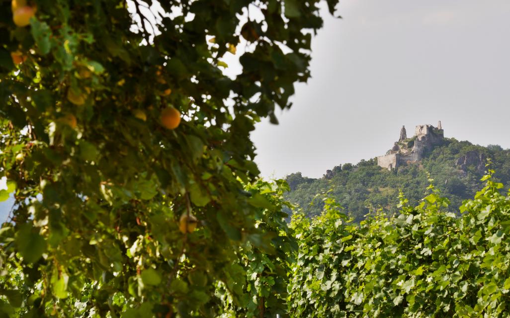 Marillenbäume & Ruine Dürnstein