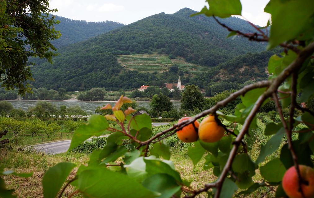 Saftige Marillen in Schwallenbach mit der Kirche von St. Johann im Hintergrund