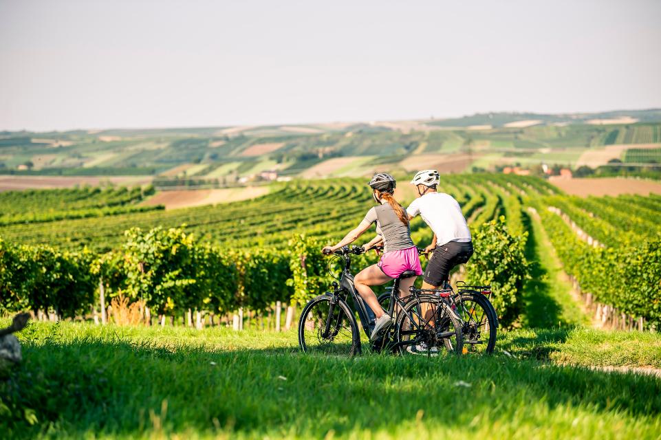 Radfahrer auf dem Weg entlang der Weingärten von Poysdorf im Weinviertel