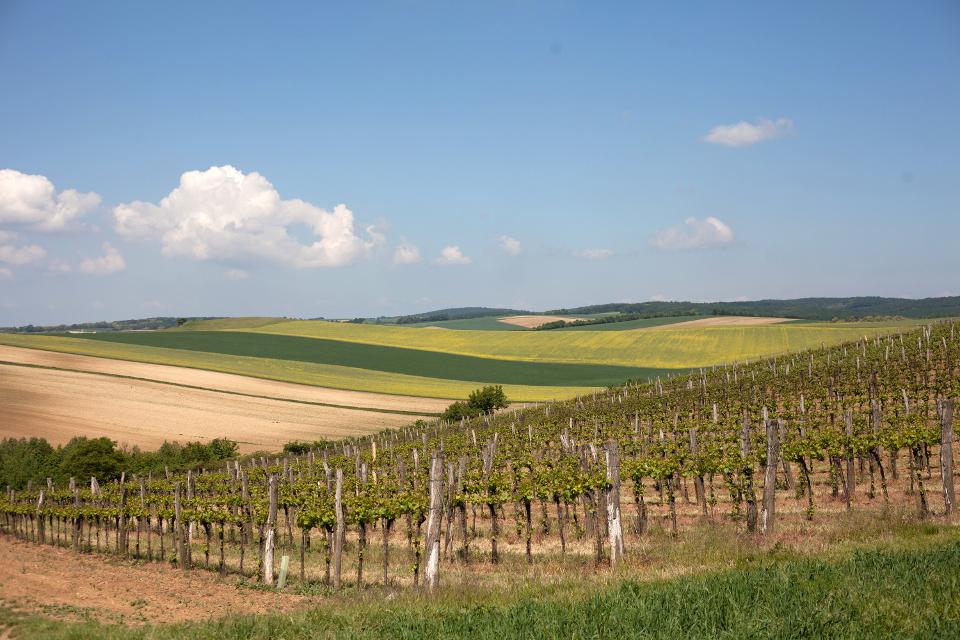 Weingärten von Weinviertel im Frühling