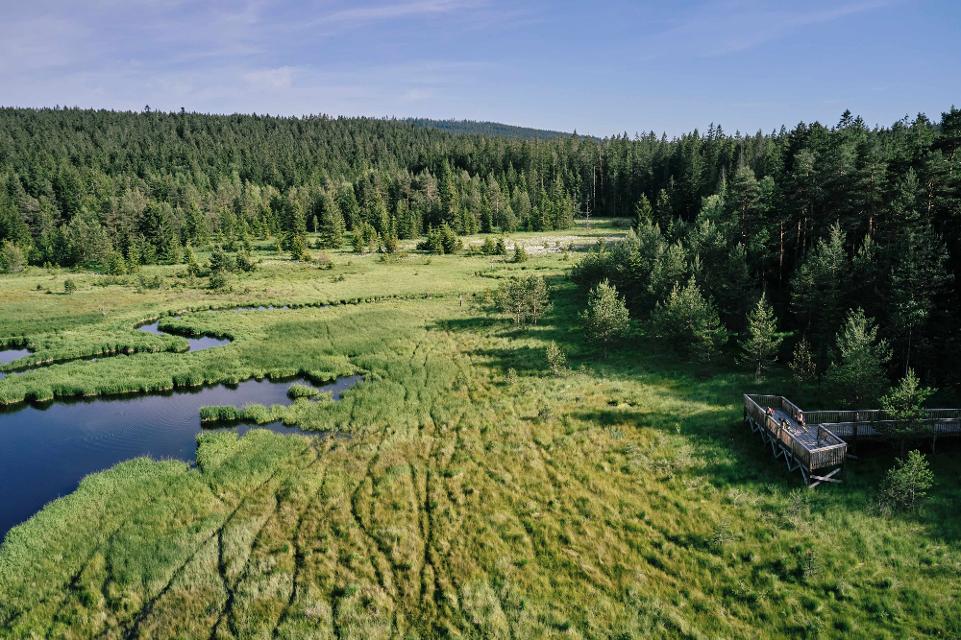 Wandern im Hochmoor Bayrische Au