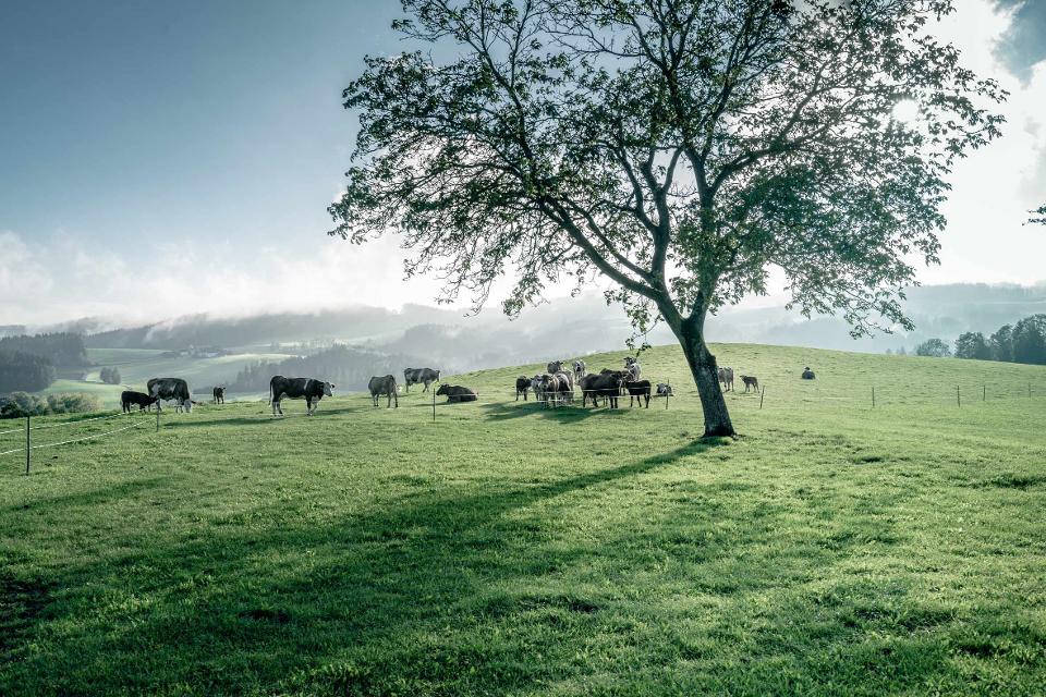 Mühlviertler Granitland