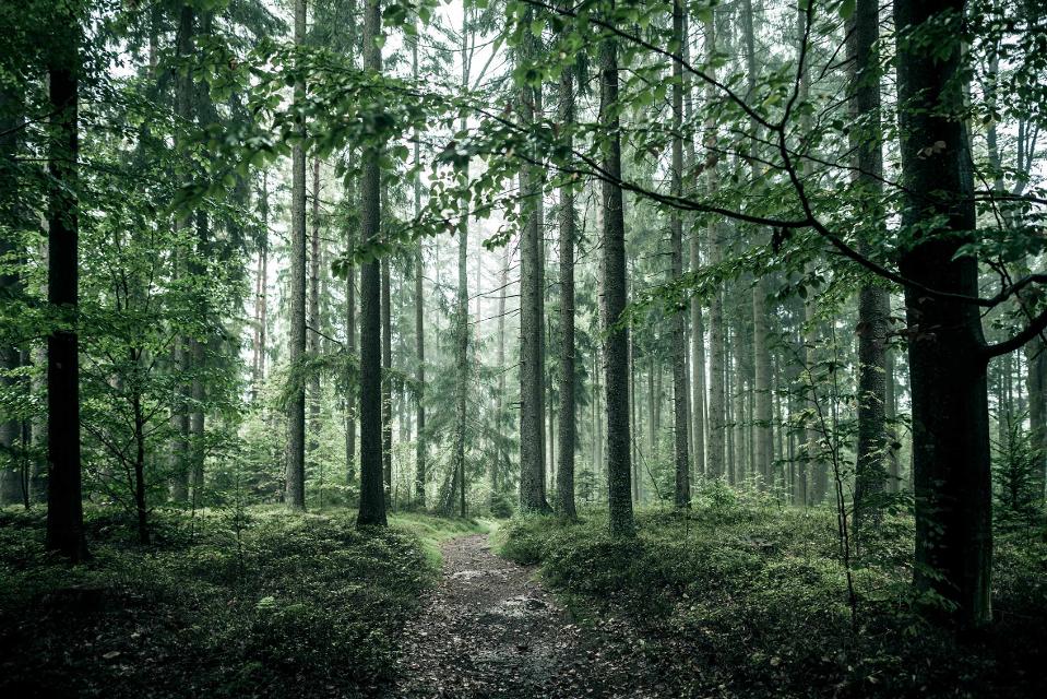 Wanderweg im Mühlviertel / Böhmerwald