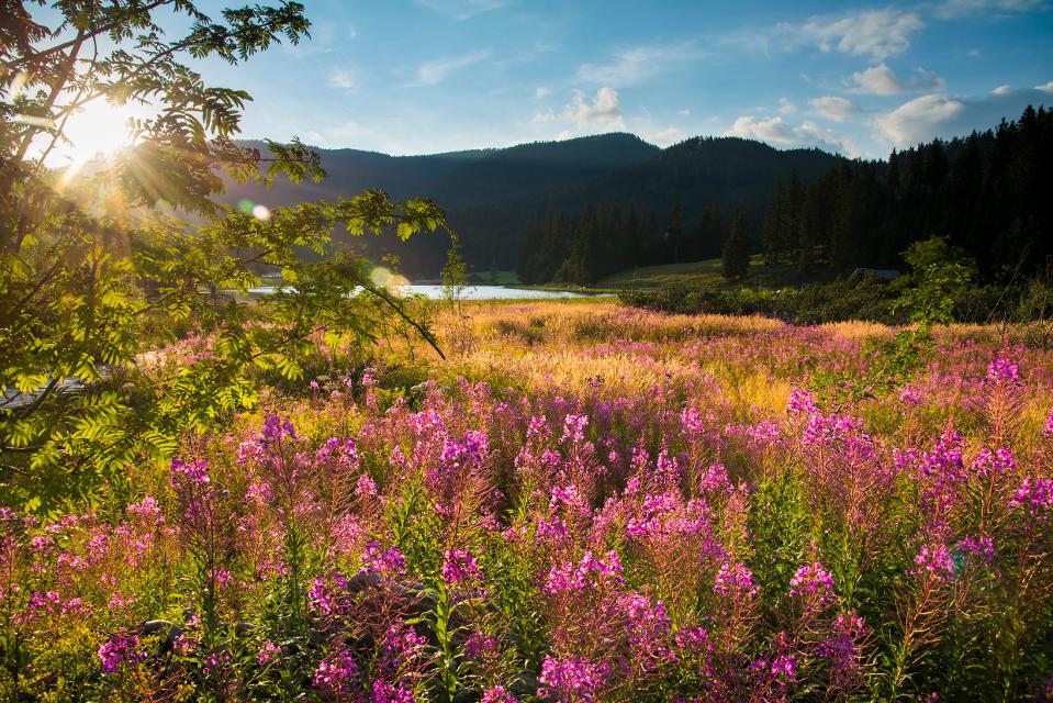 Blumenmeer am Moorlehrpfad am Teichalmsee in der Oststeiermark