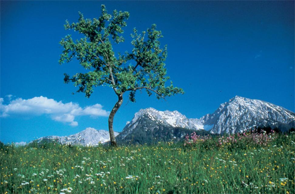 Großer und kleiner Pyhrgas