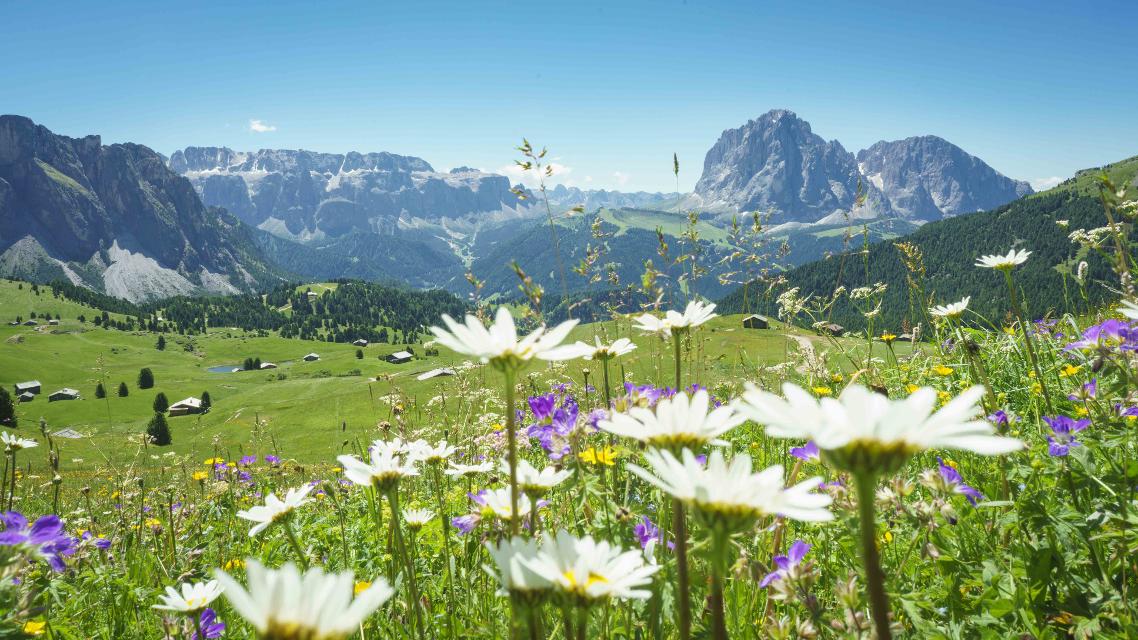 Blumige Dolomiten - Blick auf Sassolungo und Sella Gruppe
