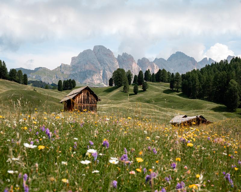 Panorama - blühende Dolomiten