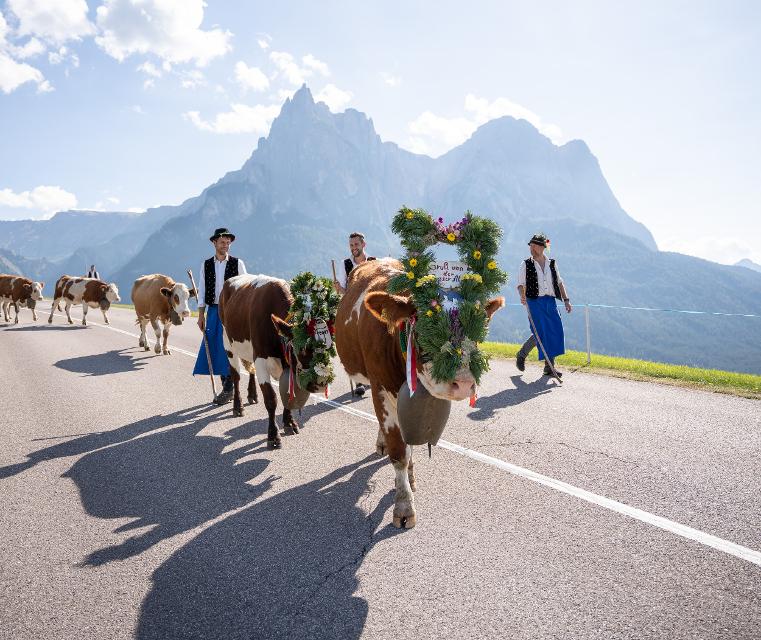 Geschmückte Kühe zum herbstlichen Almabtrieb