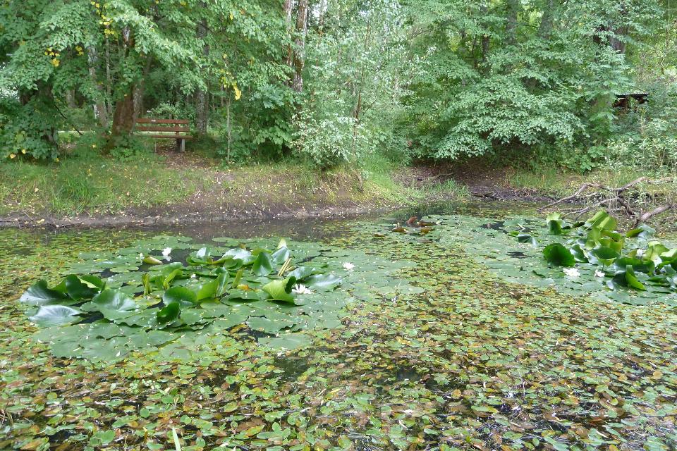 Hüllweiher Ernsthüll mit Seerosen