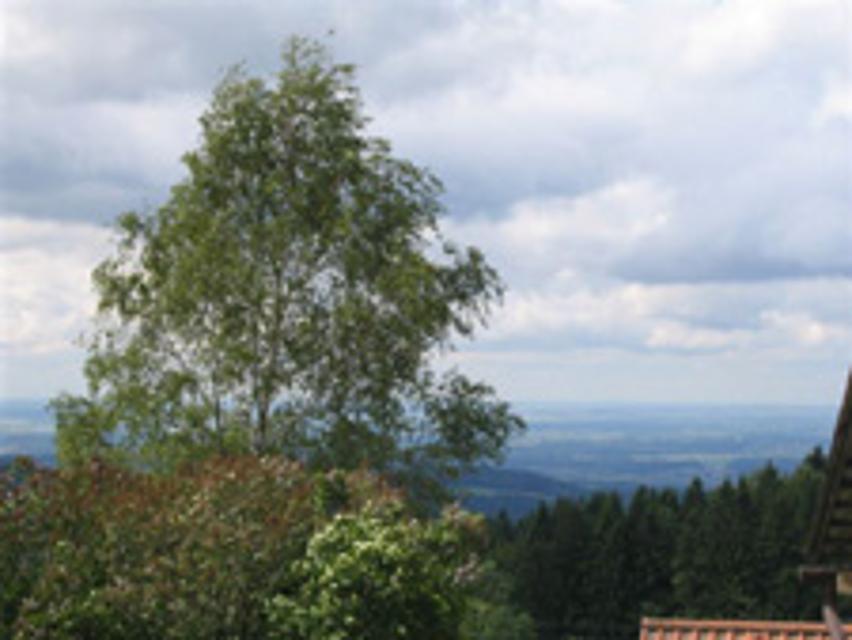 Panorama vom Böhmweg aus