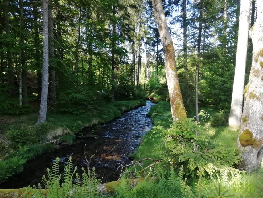 Pommerbach unterhalb der Trinkwassertalsperre