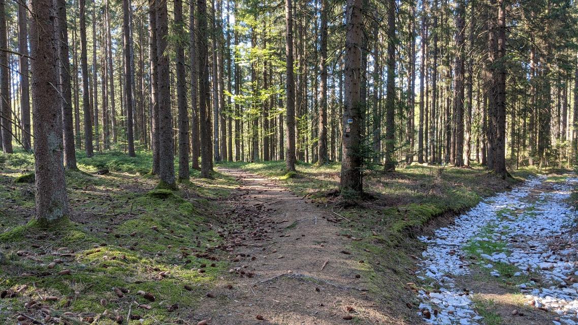 Waldkreuzung kurz vor Zimmerau