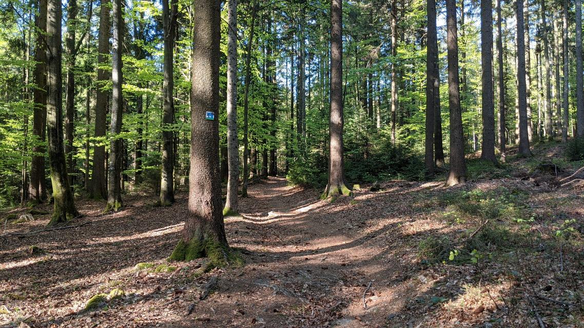 Flowiger Waldtrail - Rund um Rinchnach Tour