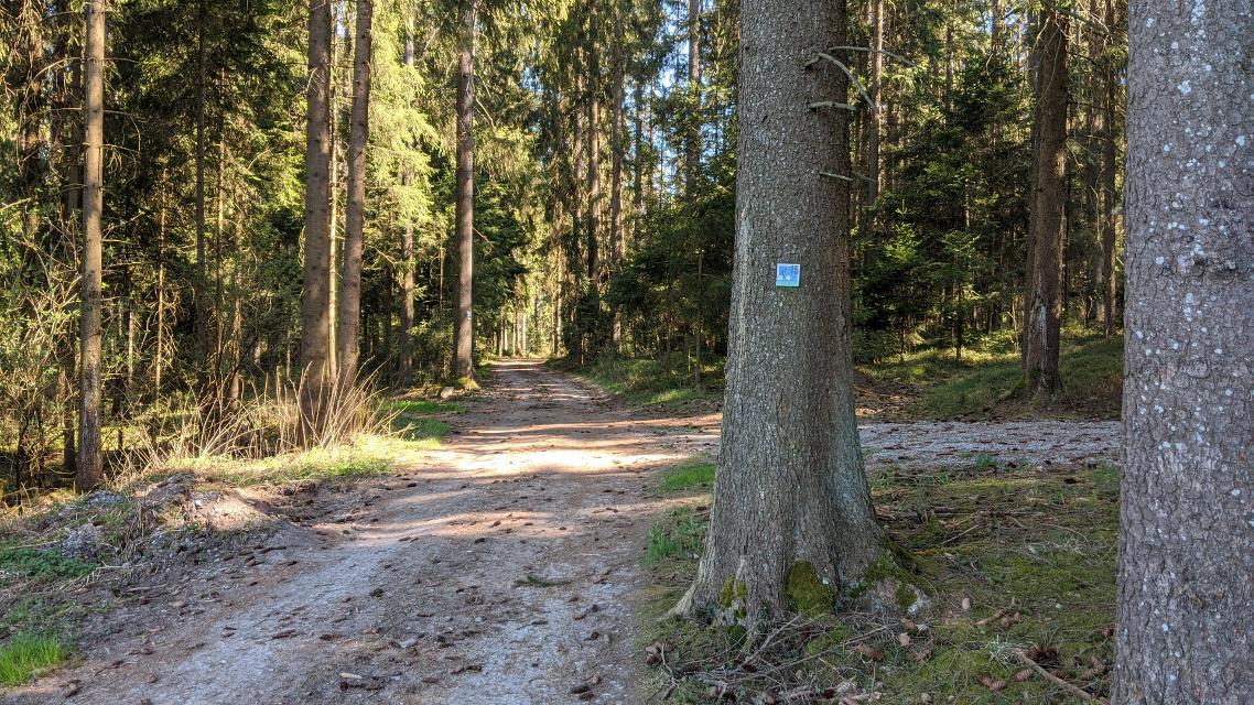 Waldweg von Schönanger nach Ellerbach