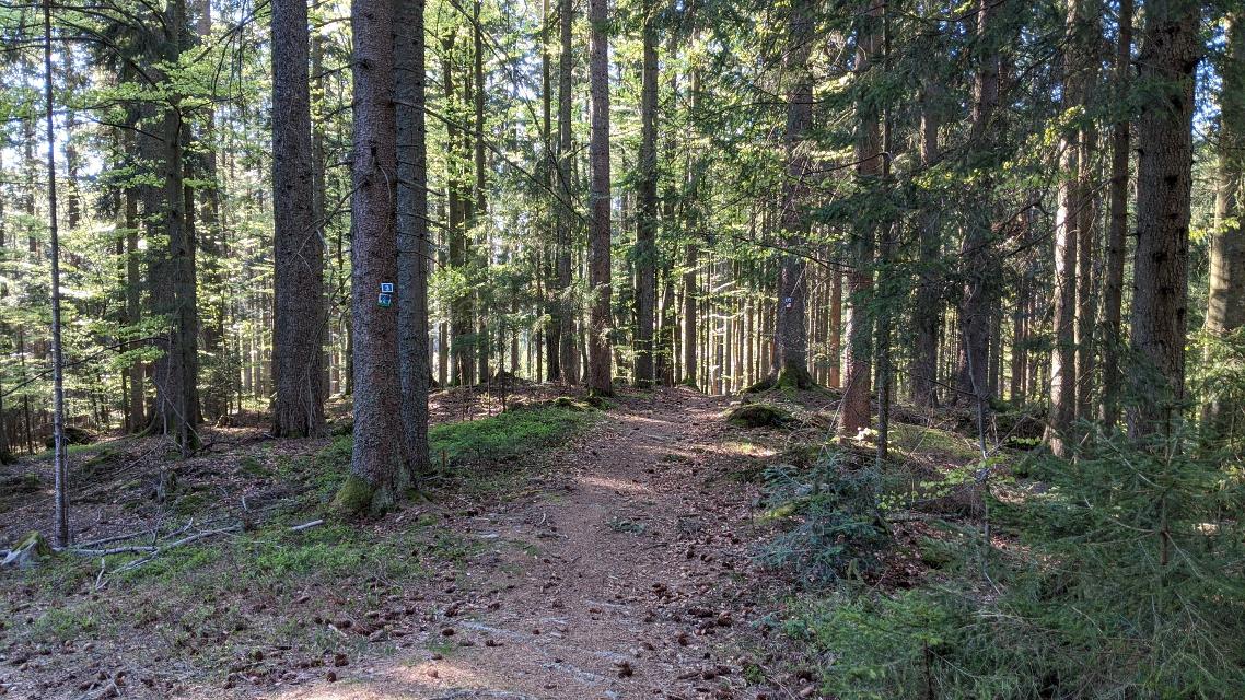 Ab durch den Wald - Trailabfahrt
