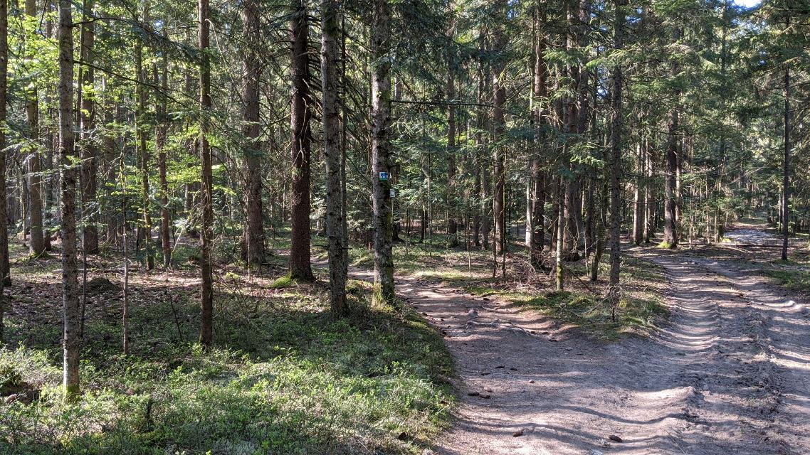 Abzweig im Wald bei Danzeröd
