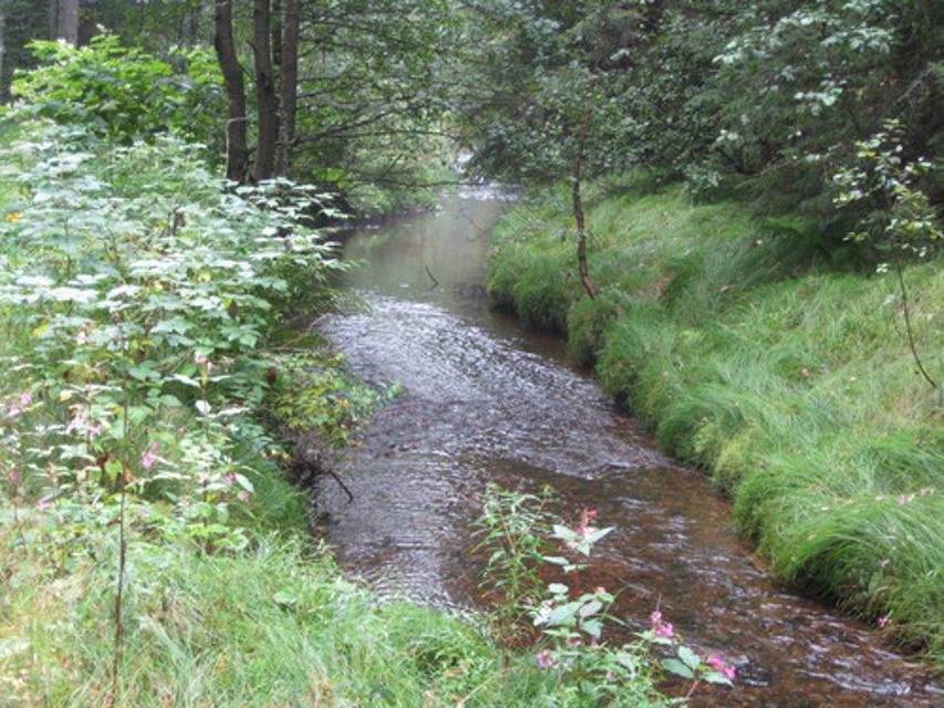 Waldweg