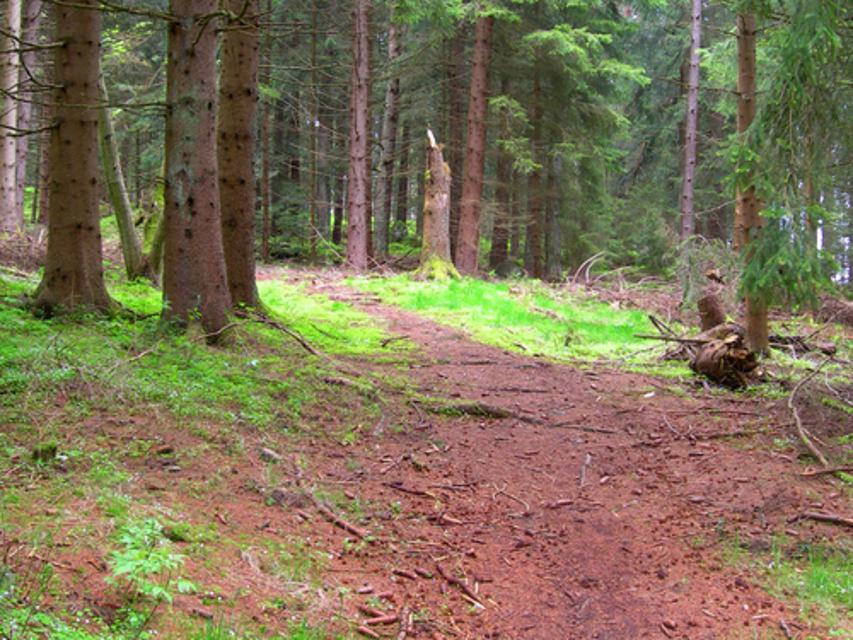 Trailstück