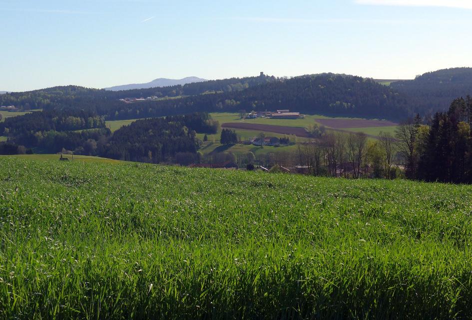 Blick zur Burgruine Weißenstein - im Hintergrund Kl. und Gr. Rachel