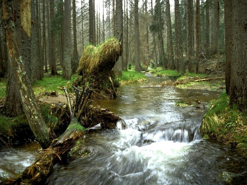 Wilder Reschbach bei Mauth im Reschbachtal