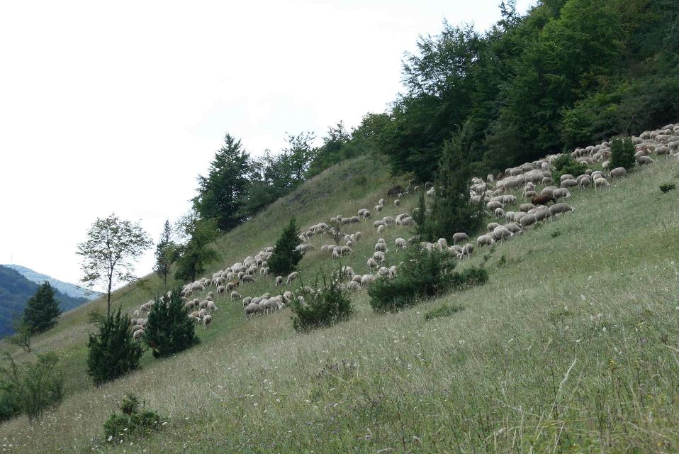 Schafe Löffelstein