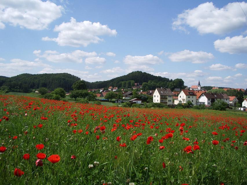 Plech Mohnblumen