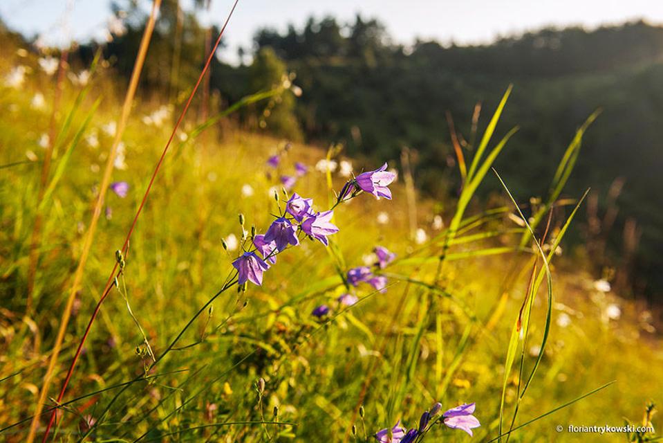 Glockenblumen auf der Hohen Leite