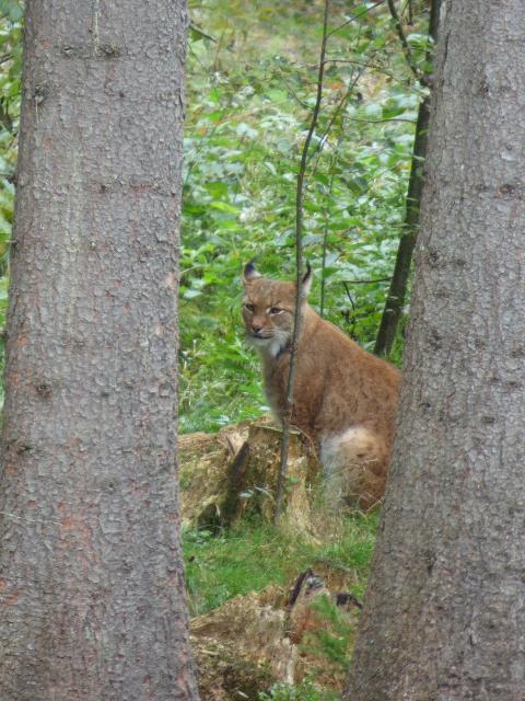 Luchs im Nationalparkzentrum Falkenstein