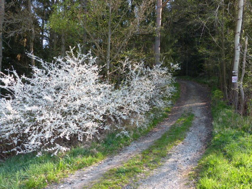 Waldeintritt in Richtung Geislareuth