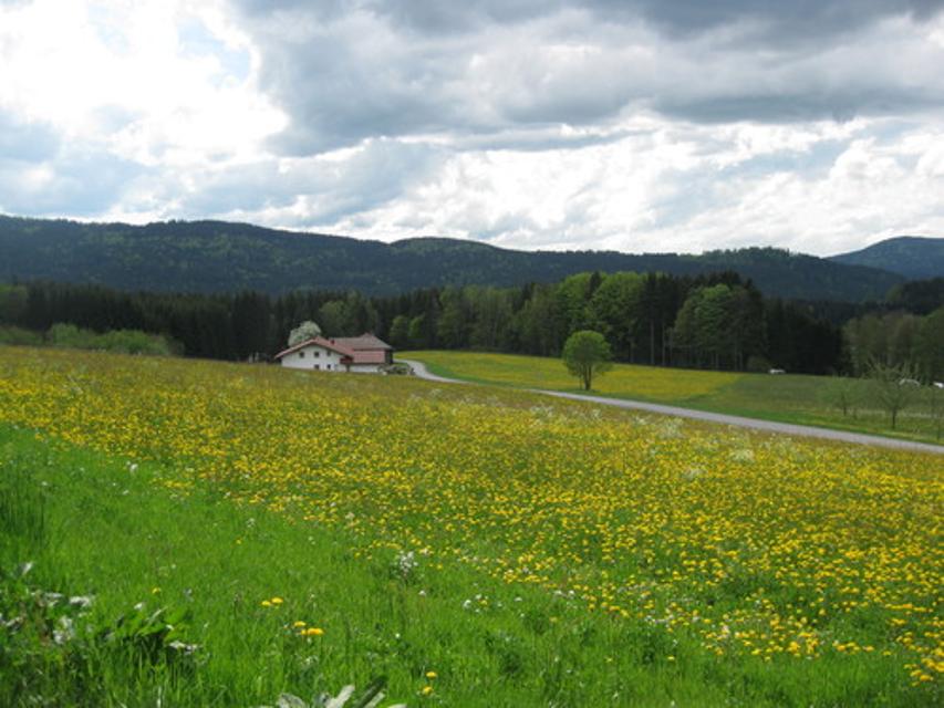 Freies Wiesengelände