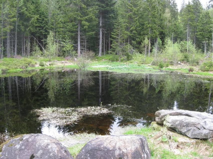 Waldsee