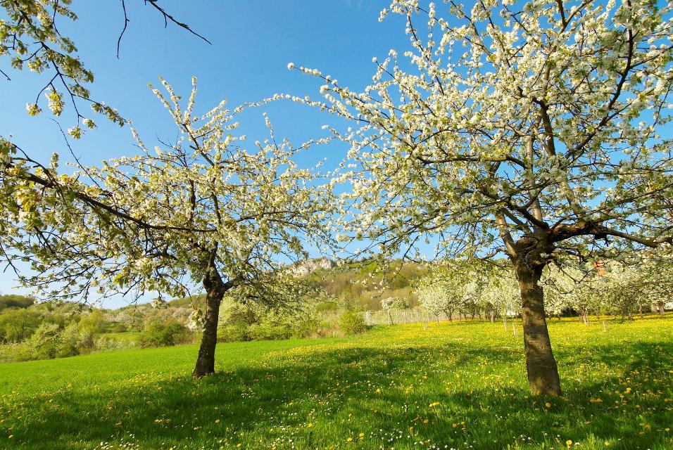 Kirschblüte in der Fränkischen Schweiz