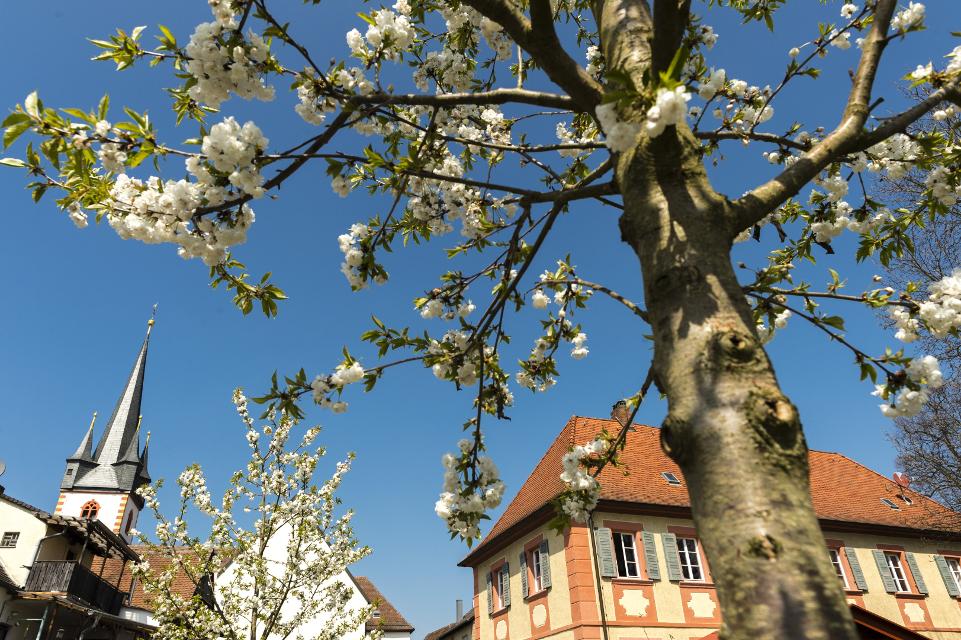 Amlingstadt Kirschbaum