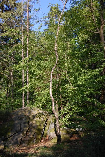 Wald