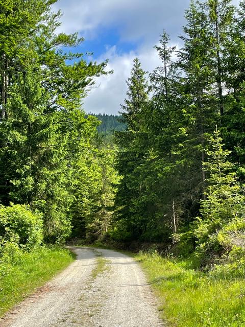 Forstweg im unteren Teil der Strecke